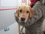 Bente,labrador 3,5 jr Haar rechter oog maakt te weinig traanvocht. Zij krijgt acupunctuur.
